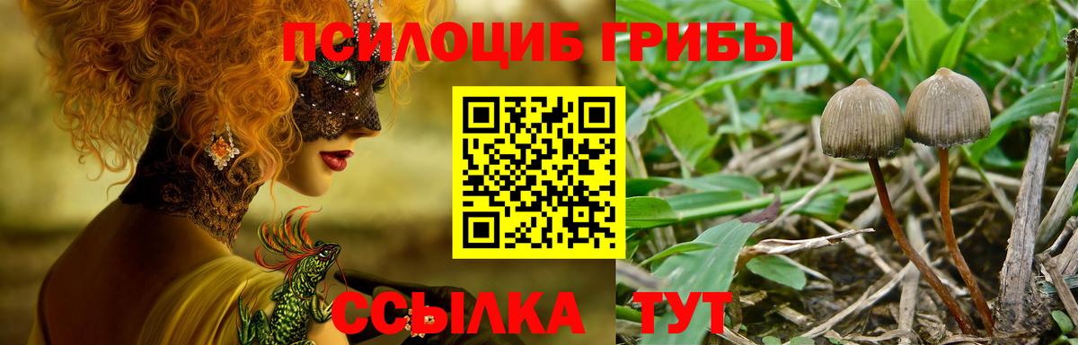 Псилоцибиновые грибы Psilocybine cubensis Томск